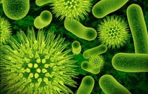 BACTERIAS LACTICAS